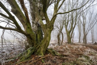 Native tree with gnarled branches and moss-covered tree trunk on the edge of a foggy forest covered