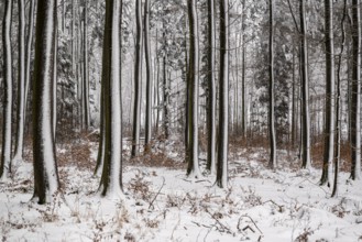 Wintery forest landscape on Winterberg near Eschenbruch, with snow-covered tree trunks and snow on