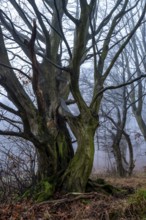 Native tree with gnarled branches and moss-covered tree trunk on the edge of a foggy forest in