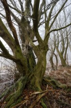 Native tree with gnarled branches and moss-covered tree trunk on the edge of a foggy forest covered