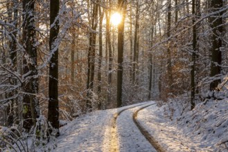 Traces on a snowy forest path between slender, tall trees with remnants of autumnal foliage,
