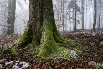 Close-up of the moss-covered log of an old beech tree on the edge of a foggy, frost-covered forest