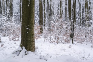 Picturesque snowy beech forest in winter, Winterberg, Eschenbruch, North Rhine-Westphalia, Germany