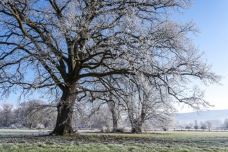 Ancient oak covered with frost on a frosty winter day in the Emmerwiesen, Bad Pyrmont, Lower