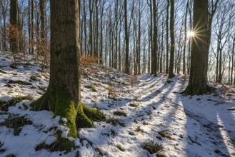 The rays of the evening sun fall on the hiking trail around Herlingsburg on a clear winter day,