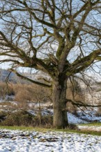 Mighty old oak tree with gnarled branches on a pasture covered with remnants of snow in