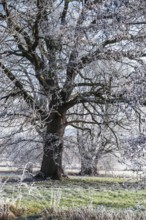 Ancient oak covered with frost on a frosty winter day in the Emmerwiesen, Bad Pyrmont, Lower