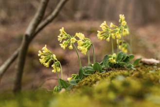 Group of cowflowers (Primula veris) with yellow-blooming inflorescence on the moss-covered soil of