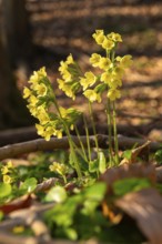 Cowflowers (Primula veris) with yellow blooming inflorescences at the bottom of a forest in spring,