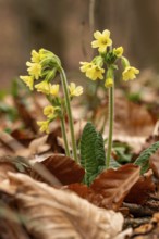 Close-up of cowflowers (Primula veris) with yellow blooming inflorescence on the leafy ground of a