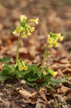 Two cowflowers (Primula veris) with yellow-blooming inflorescence on the leafy soil of a forest in