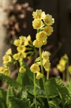 Close-up of a cowslip (Primula veris) with yellow blooming inflorescence at the bottom of a forest