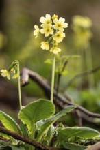 Close-up of a cowslip (Primula veris) in light backlight with yellow blooming inflorescence at the
