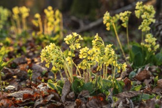 Groups of cowslip (Primula veris) with yellow blooming inflorescences in backlight, on the leafy