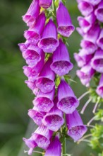 Close-up of purple blossoming red foxglove (Digitalis purpurea) inflorescences in a forest, Germany