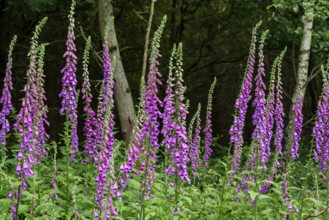 Violet-blooming inflorescences of Foxglove (Digitalis purpurea) in a forest, Germany