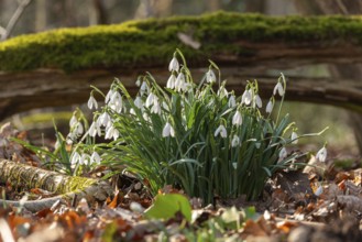 Common or small snowdrops (Galanthus nivalis) at the bottom of a forest in spring, Germany