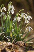 Common or small snowdrops (Galanthus nivalis) at the bottom of a forest in spring, Germany