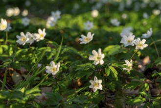 Group of wood anemones or bush anemones (Anemone nemorosa, synonym: Anemonoides nemorosa) at the