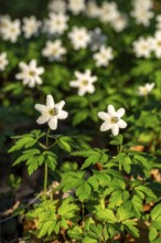 Group of wood anemones or bush anemones (Anemone nemorosa, synonym: Anemonoides nemorosa) at the