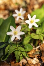 Close-up of three wood anemones or bush anemones (Anemone nemorosa, synonym: Anemonoides nemorosa)