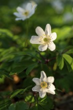 Close-up of wood anemones or bush anemones (Anemone nemorosa, synonym: Anemonoides nemorosa) at the