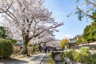 Footpath along a canal, cherry blossoms in spring, Philosopher's Path or Tetsugaku no michi, Kyoto,