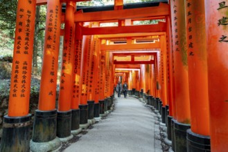 Visitors on a journey through hundreds of red traditional torii gates, Fushimi Inari-taisha, Shinto