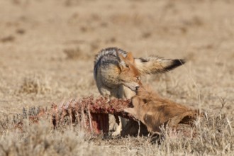 Black-backed jackal (Lupulella mesomelas), adult, feeding on skin and carcass of a common eland
