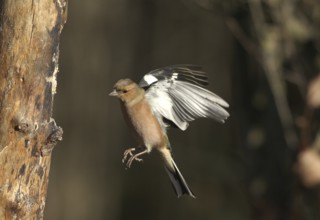 Chaffinch (Fringilla coelebs) male in flight, approach to forage wood, winter feeding, Allgäu,