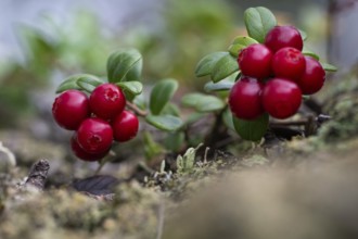 Ripe red shiny cranberries (Vaccinium vitis-idaea), forest, Sweden