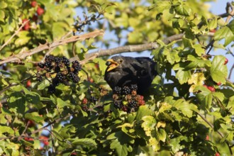 Eurasian blackbird (Turdus merula) adult male bird feeding on a blackberry in a hedgerow in the