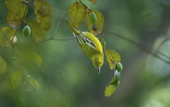 Common Iora (Aegithina tiphia) hanging from a tree branch, Gazipur, Bangladesh