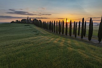Poggio Covili estate with cypress alley (Cupressus) at sunrise, near San Quirico d'Orcia, Val