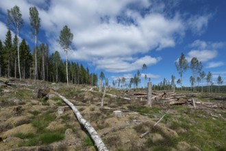 Cleared forest area, forestry, timber trade, near Sunne, Sweden