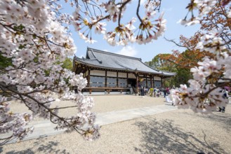 Blooming cherry trees, Kondo main hall of Ninna-ji Temple, Buddhist temple complex, Kyoto, Japan