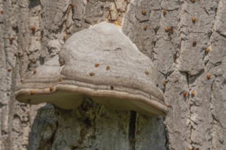 Mushroom grows on the bark of an old tree in a green forest. The sun shines through the leaves and