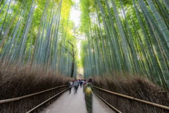 Visitors on their way through bamboo forest, motion blur, long exposure, towering bamboo stems in