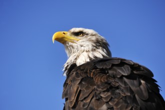 Bald eagle (Haliaeetus leucocephalus) against blue sky, public air show, Cologne, North