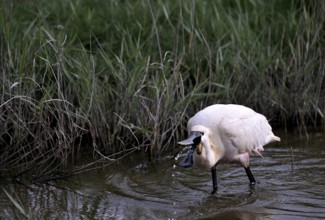 Spoonbill (Platalea leucorodia) looking for food in shallow water with drops of water in its open