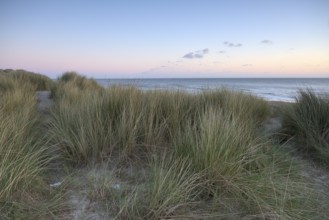 Dune landscape with beach grass on the North Sea, Texel, North Holland, Netherlands