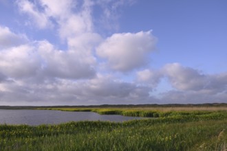 Blooming marsh iris (Iris peudacorus) in the wetland in dune landscape, Texel, North Holland, the