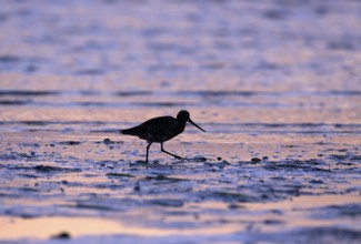 Pod-tailed woodcock (Limosa lapponica) in backlight on the beach, Texel, North Holland, the