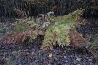 Royal fern (Osmunda regalis) in autumn leaves, Emsland, Lower Saxony, Germany
