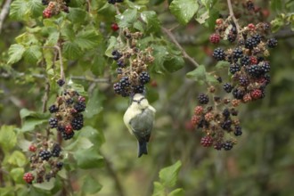 Blue tit (Cyanistes caeruleus) adult bird in a hedgerow on blackberries in summer, England, United