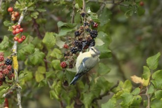 Blue tit (Cyanistes caeruleus) adult bird in a hedgerow feeding on blackberries in summer, England,