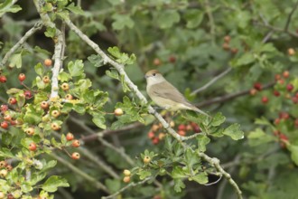Eurasian blackcap (Sylvia atricapilla) adult female bird in a Hawthorn hedgerow with red berries in