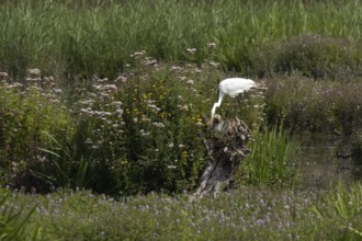 Great white egret (Ardea alba) adult bird on a tree stump amongst summer flowers, England, United