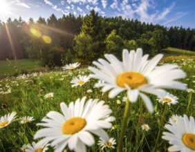 A sunlit meadow with daisies against a forest backdrop under a blue sky, Late summer country