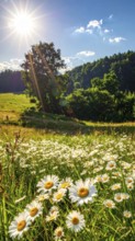 A sunlit meadow with daisies against a forest backdrop under a blue sky, Late summer country